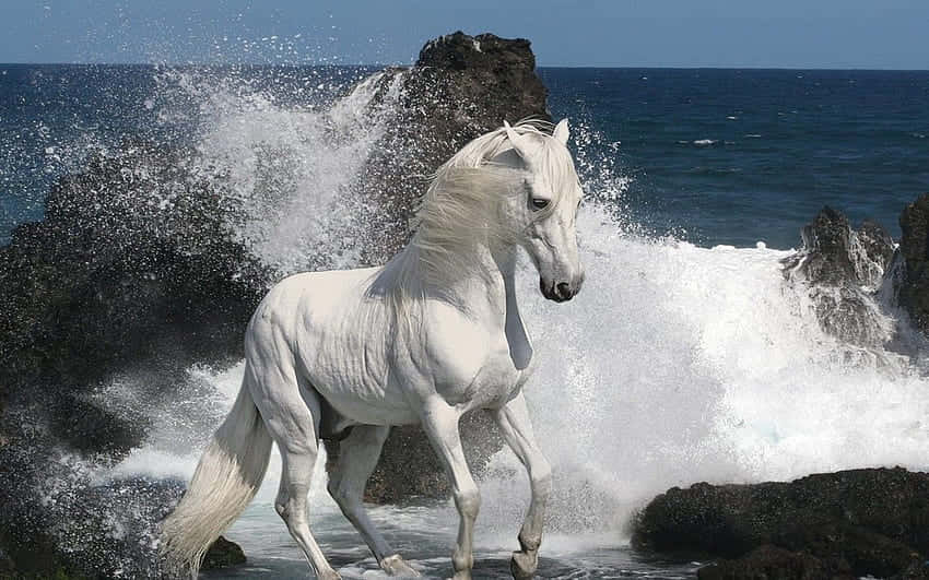 白馬在岩石海岸上奔騰於海浪中