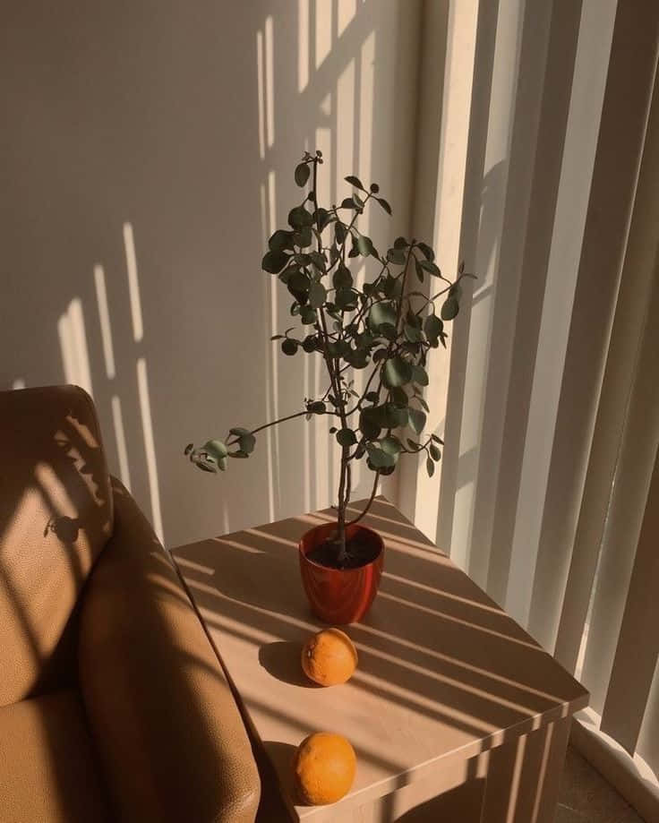 與這幅美麗的淺棕色美學展開旅程 壁紙 — 一盆植物和橙子在溫暖的陽光下沐浴，陽光透過垂直百葉窗照射到棕色沙發旁邊的木桌上。