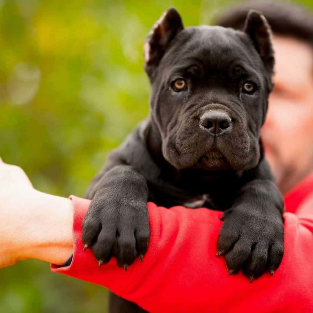 黑色卡斯羅幼犬被穿紅衫的人抱在戶外。