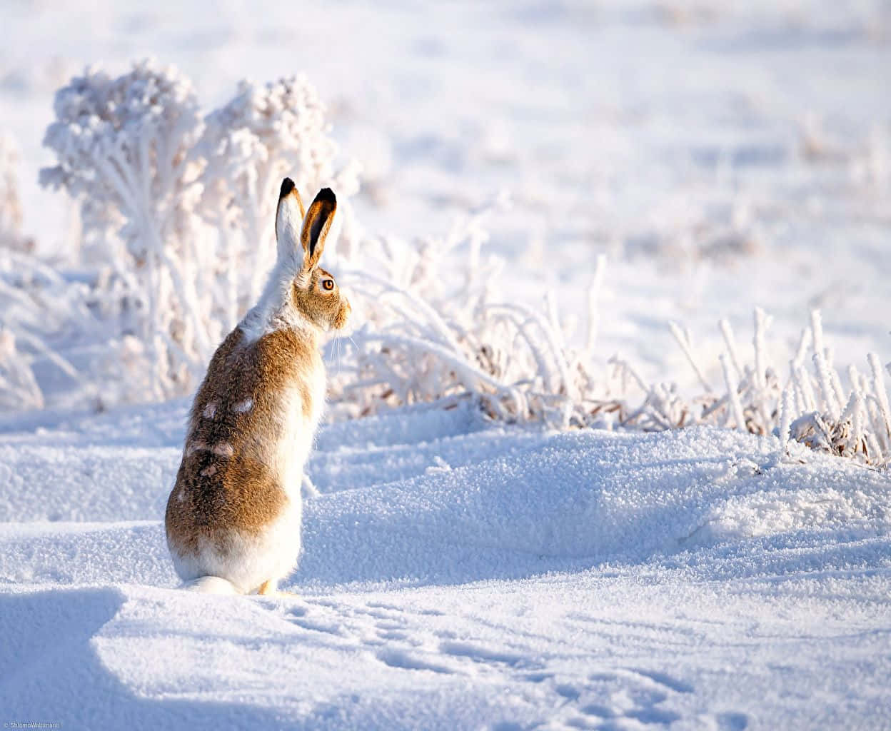 一隻野兔坐在雪地裡，灌木叢上有霜。