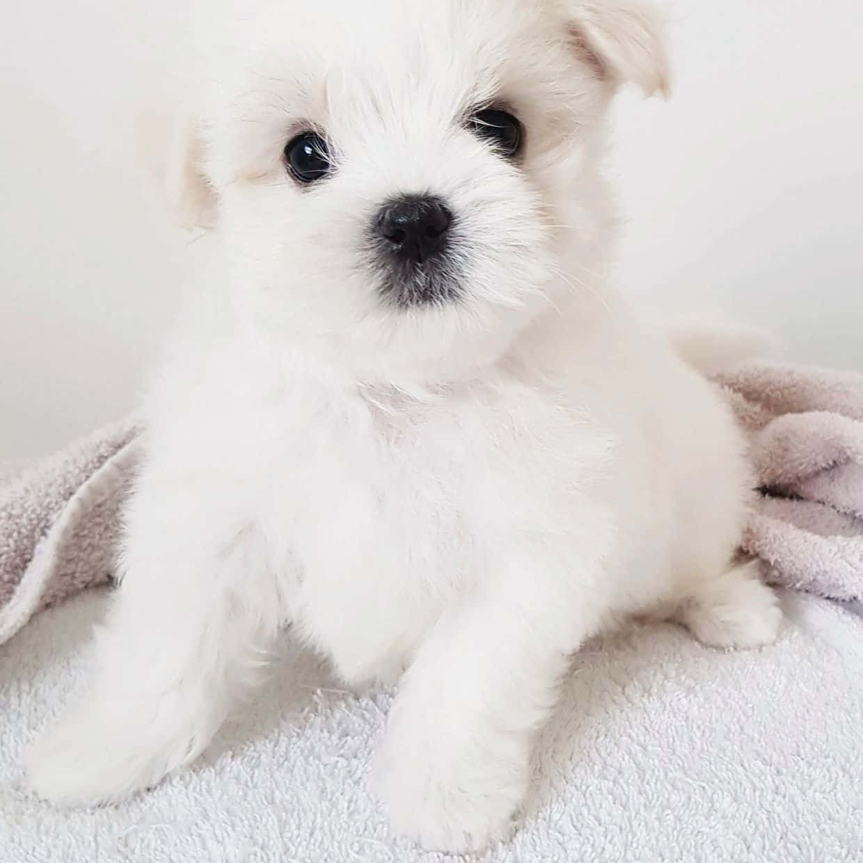 與這隻美麗馬爾濟斯幼犬共享生活 壁紙 — 一隻毛茸茸的白色小狗，有著大大的黑色眼睛，可愛地坐在柔軟的毛巾上，背景簡潔。