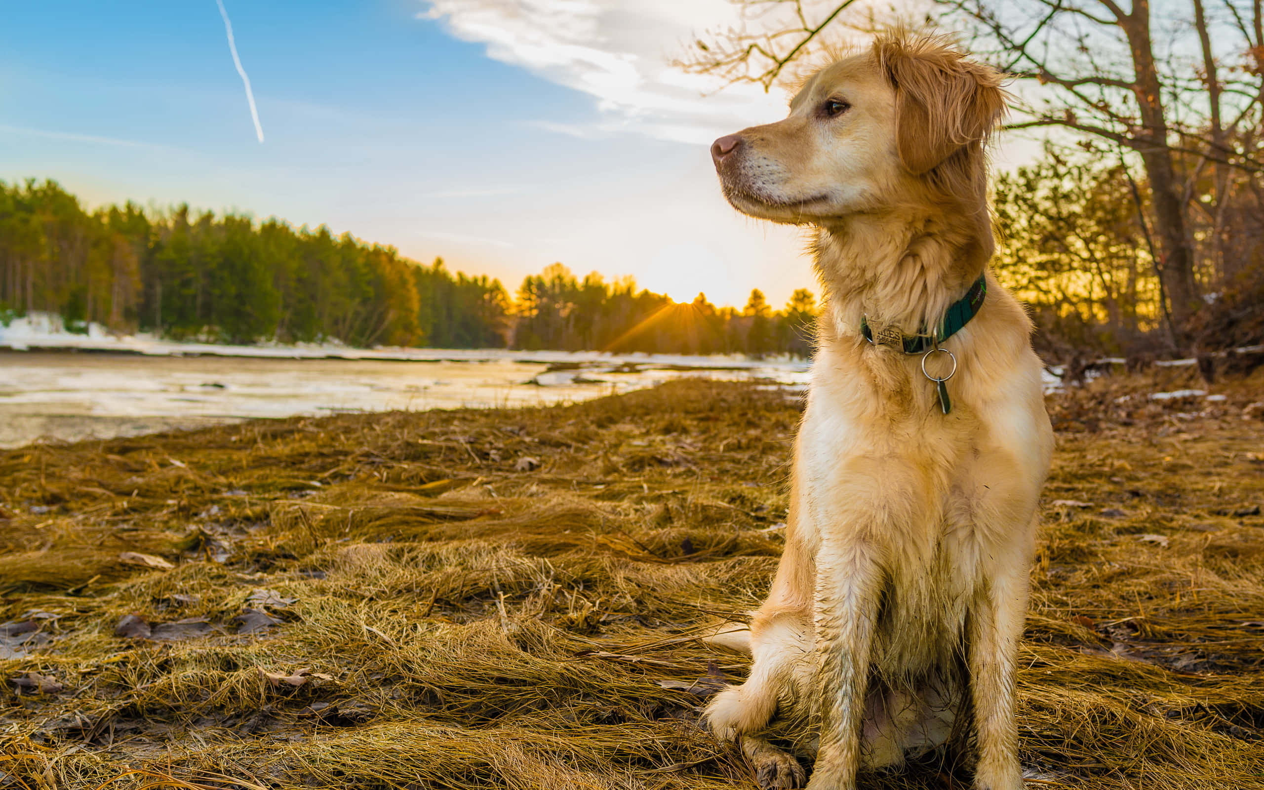 與金毛幼犬一起享受生活 壁紙 — 一隻金毛尋回犬平靜地坐在草叢岸邊，看著夕陽落在雪覆蓋的河流上，背景有森林。