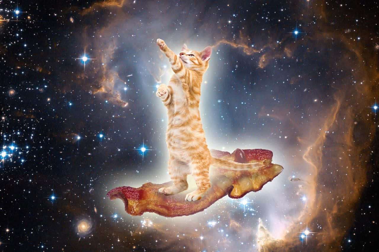 薑黃色小貓在煙肉上漂浮於滿佈星辰的宇宙星雲