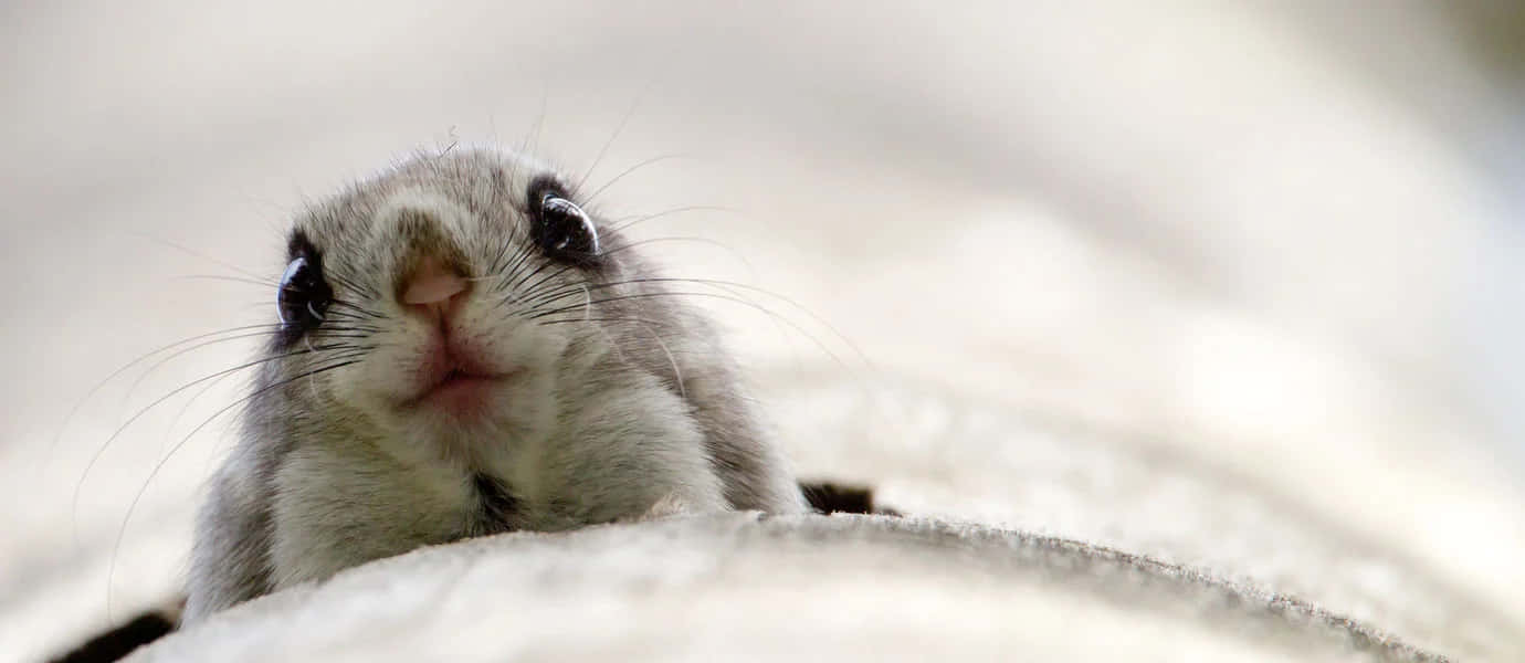 一隻細小灰色囓齒動物，大眼睛從沙洞中探頭窺視。