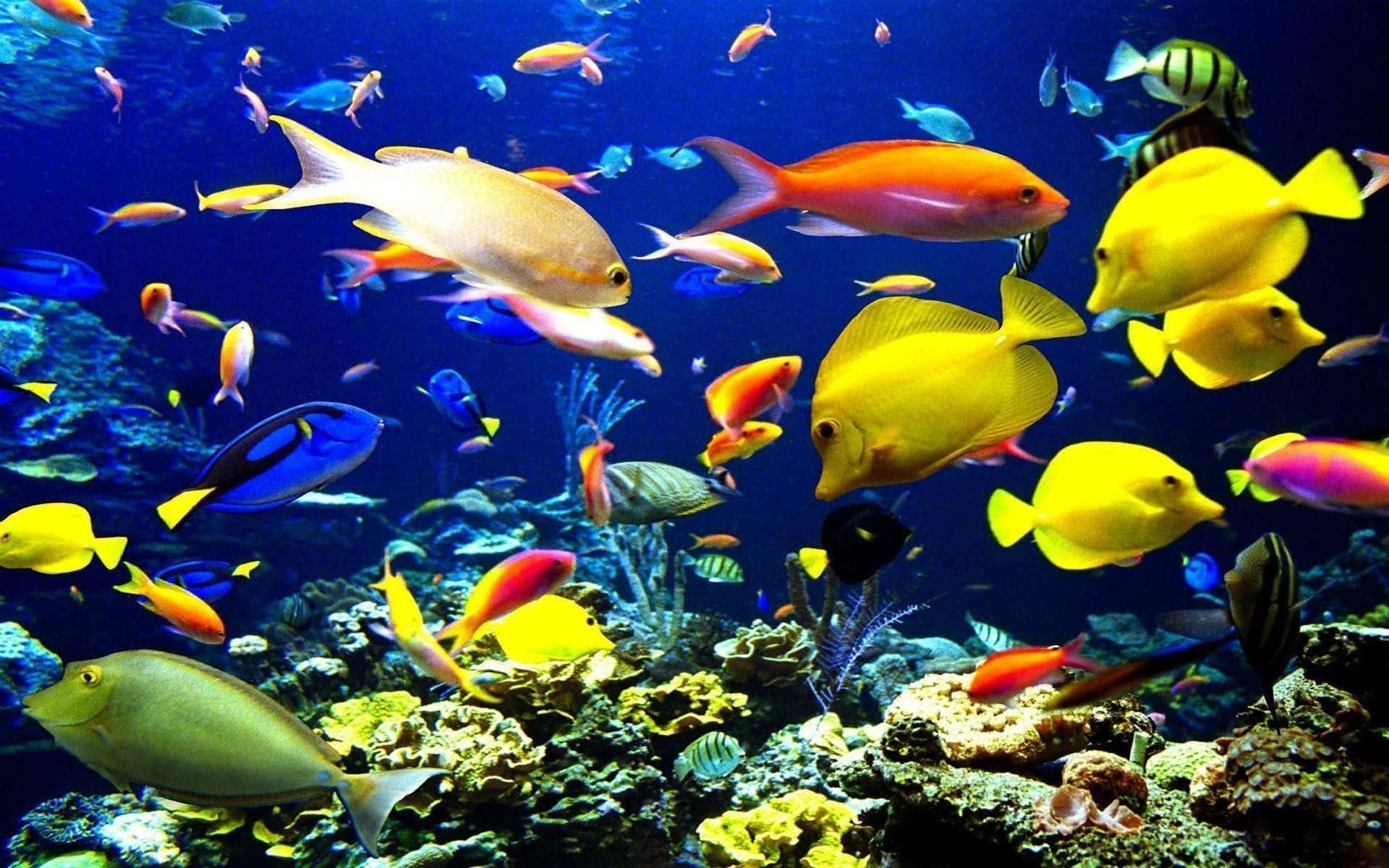 與高清魚類一同探索世界最美海洋 壁紙 — 色彩繽紛的熱帶魚在深藍色海洋下，於色彩斑斕的珊瑚礁間優雅地游動。