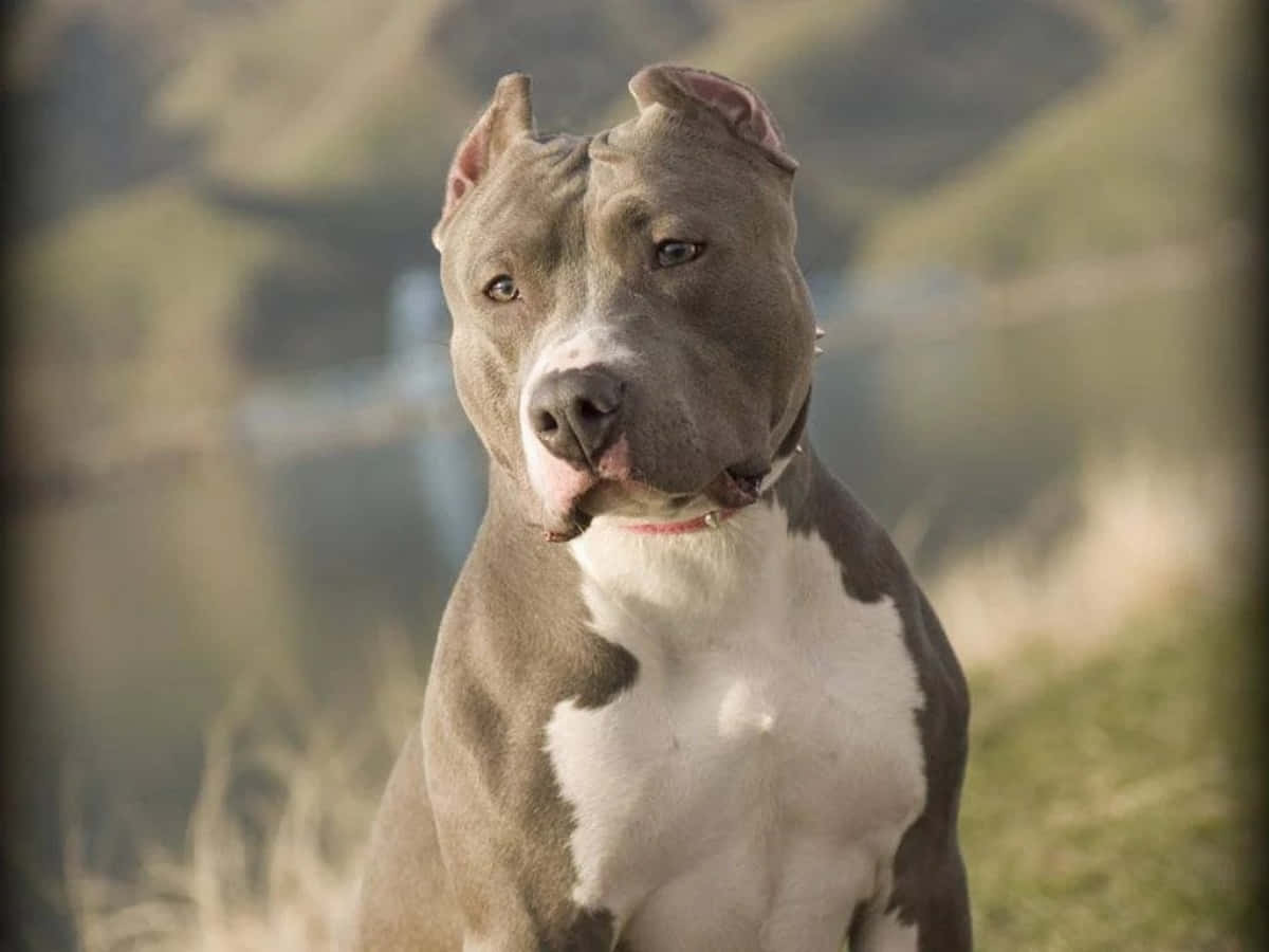一隻灰白色的鬥牛犬坐在草地上，背景有山丘。