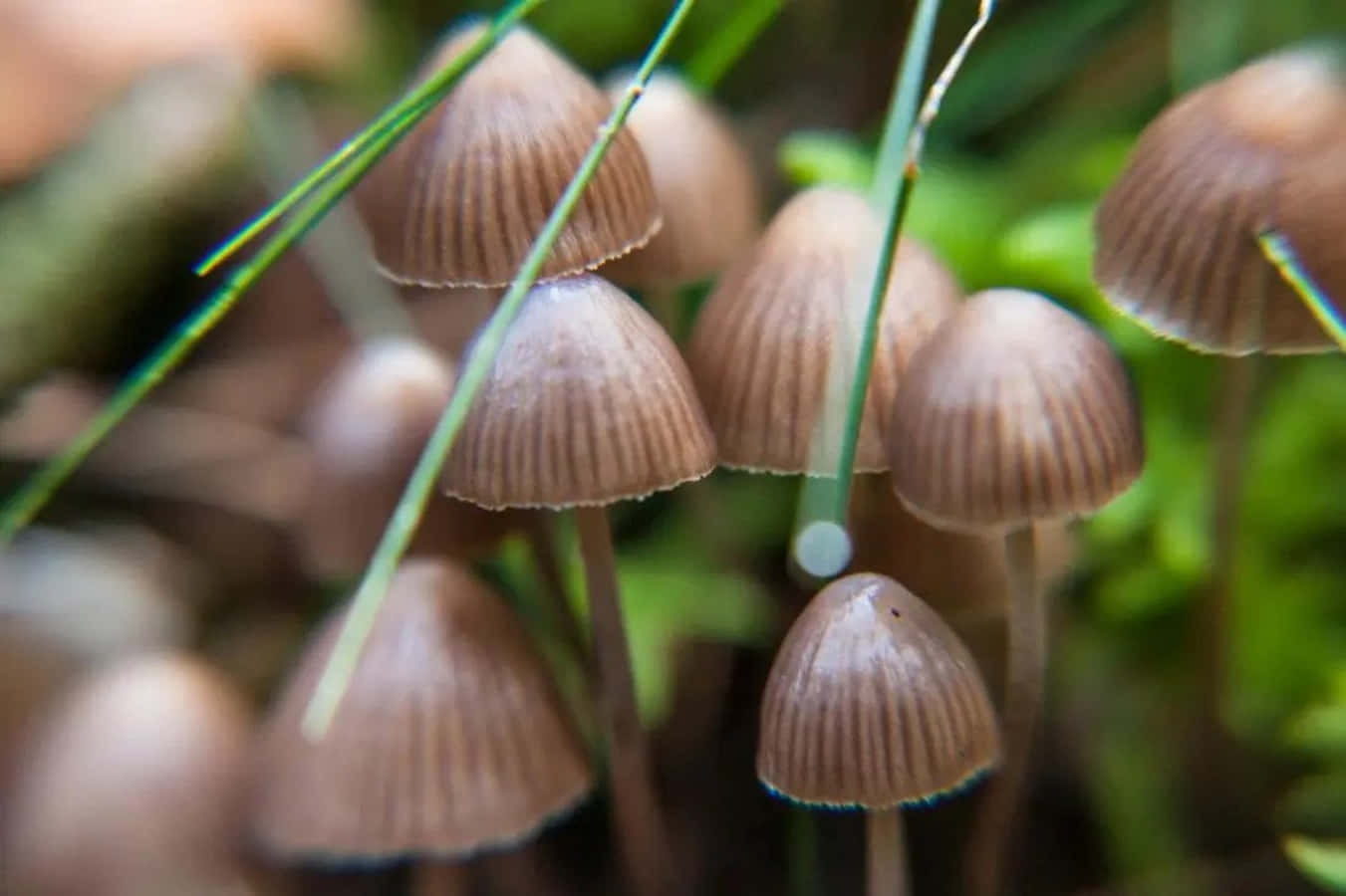 與魔法蘑菇一同踏上冒險之旅 壁紙 — 細小的棕色蘑菇，帶有棱紋的菌蓋，從苔蘚和草叢中冒出，背景是柔焦的森林地面。