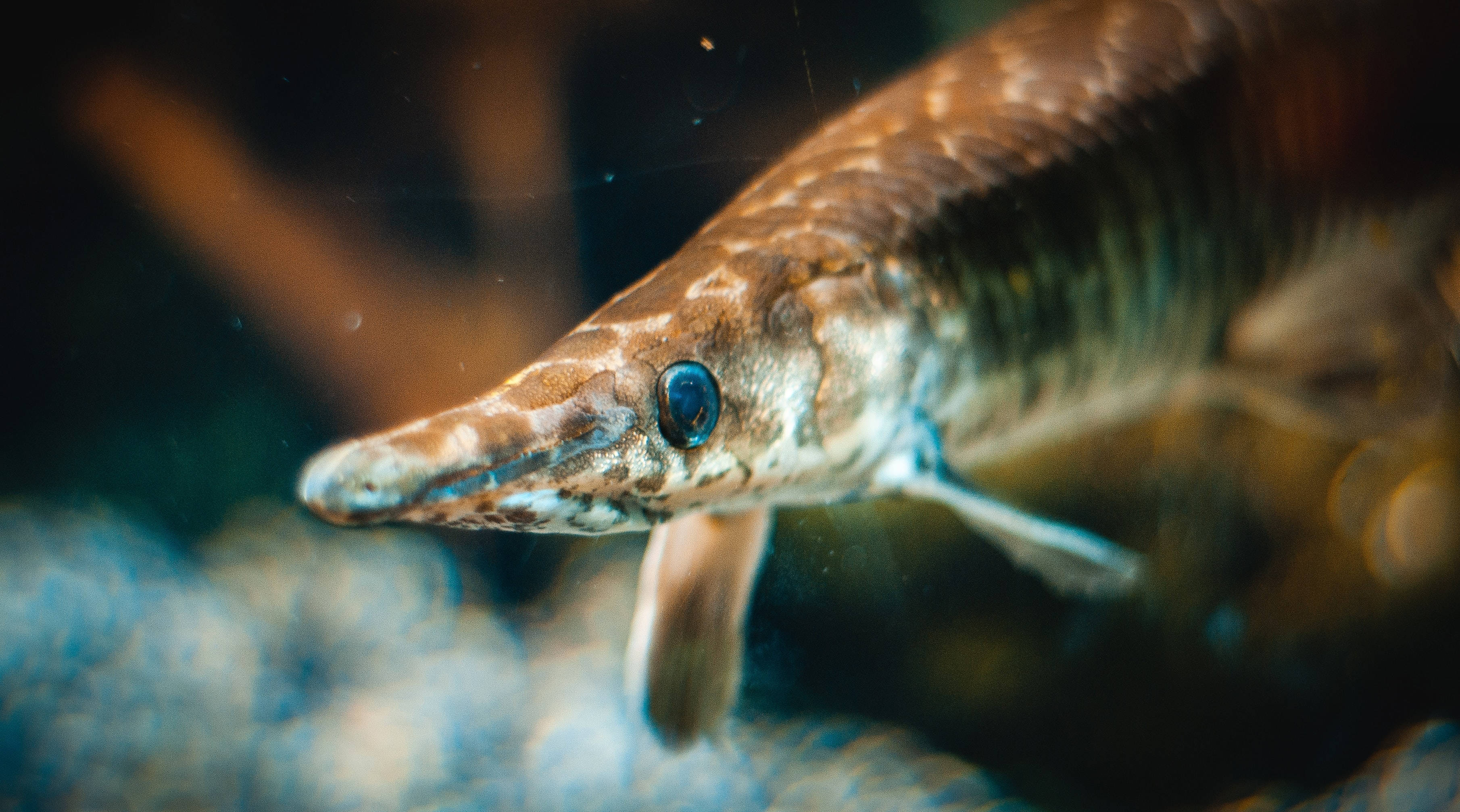 與鰭魚對視 壁紙 — 一張近距離拍攝的斑點雀鱔魚照片，牠有尖銳的吻部和引人注目的藍色眼睛，在渾濁的水中游動。
