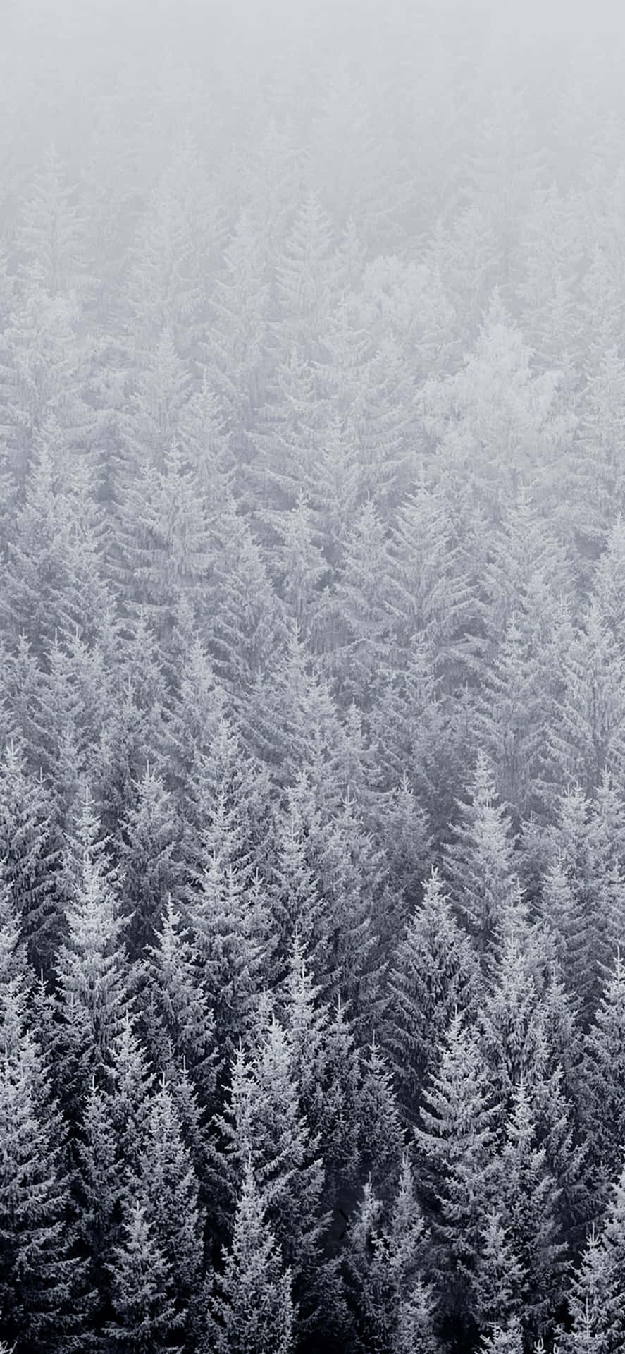 灰色迷霧天空下白雪覆蓋的松樹林
