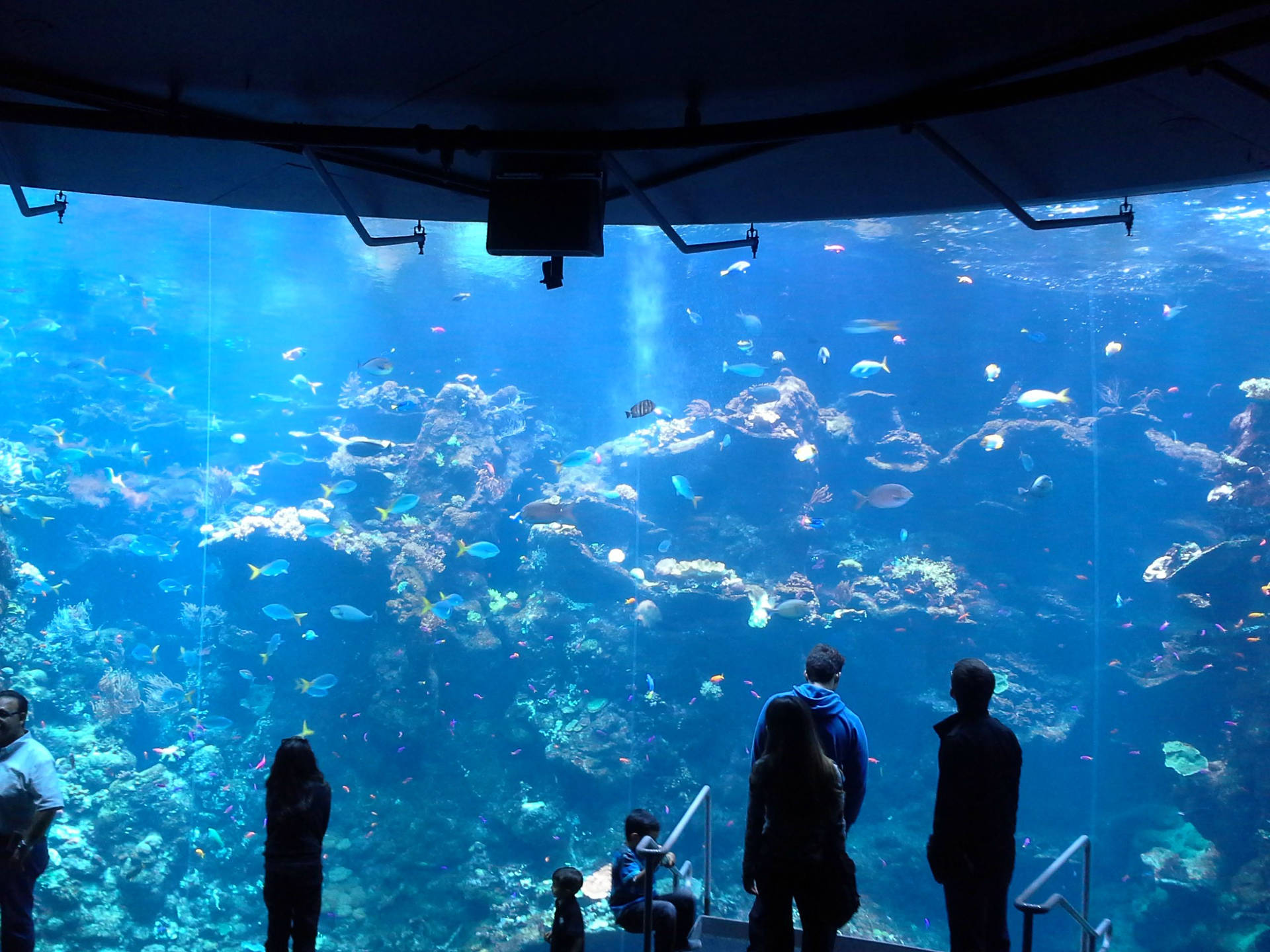 人們觀看色彩繽紛的魚類在大型水族箱中的珊瑚間游動。