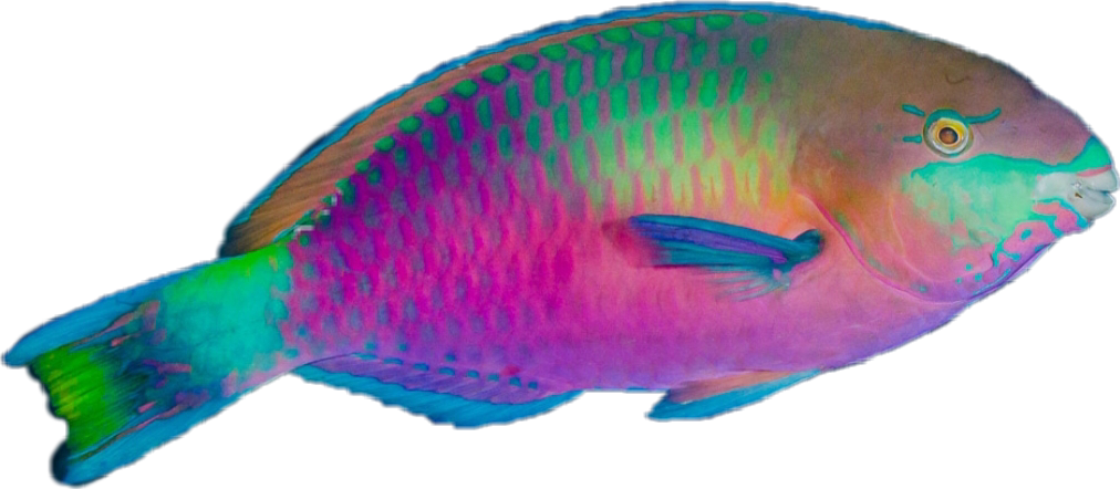 色彩斑斕鸚嘴魚側面圖 壁紙