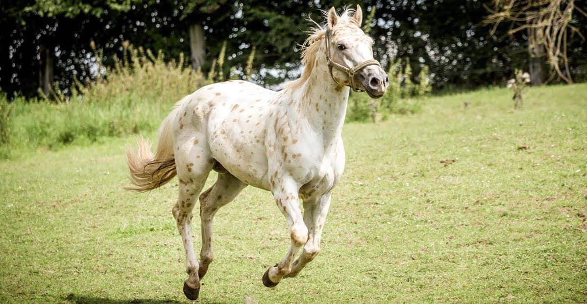 色彩最豐富的馬種之一——阿帕盧薩馬 壁紙 — 一匹白色斑點馬在陽光明媚的綠色田野上自由奔馳，背景有樹木。