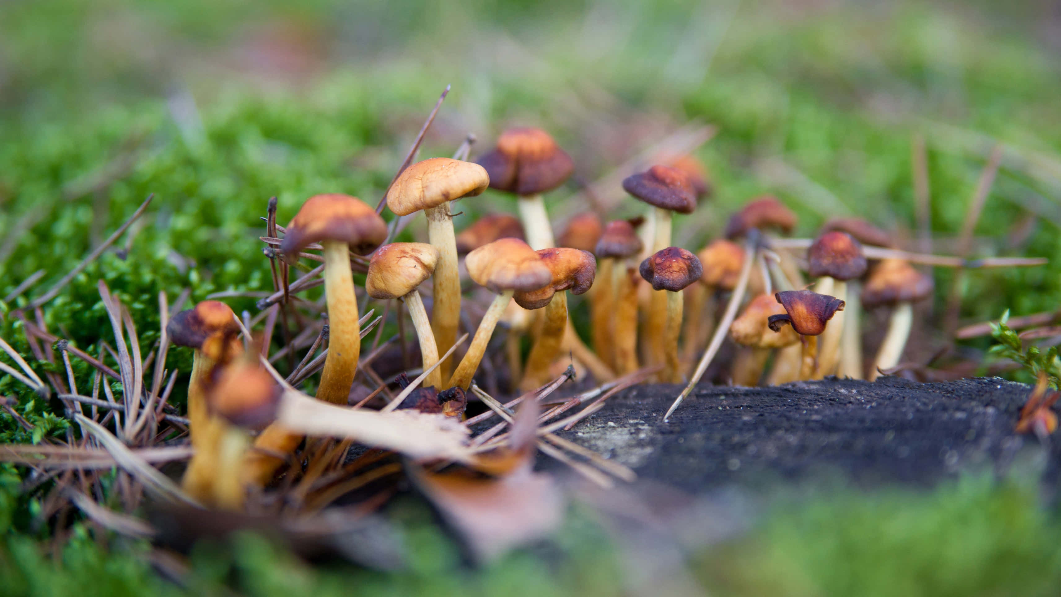 色彩繽紛、迷幻至極的迷幻蘑菇 壁紙 — 細小的橙色蘑菇從苔蘚和松針中冒出，特寫森林地面。
