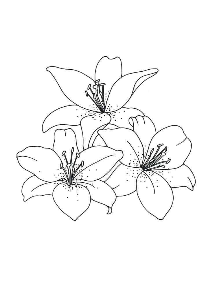 三朵百合花以黑色線條藝術繪製，在白色背景上帶有圓點細節。