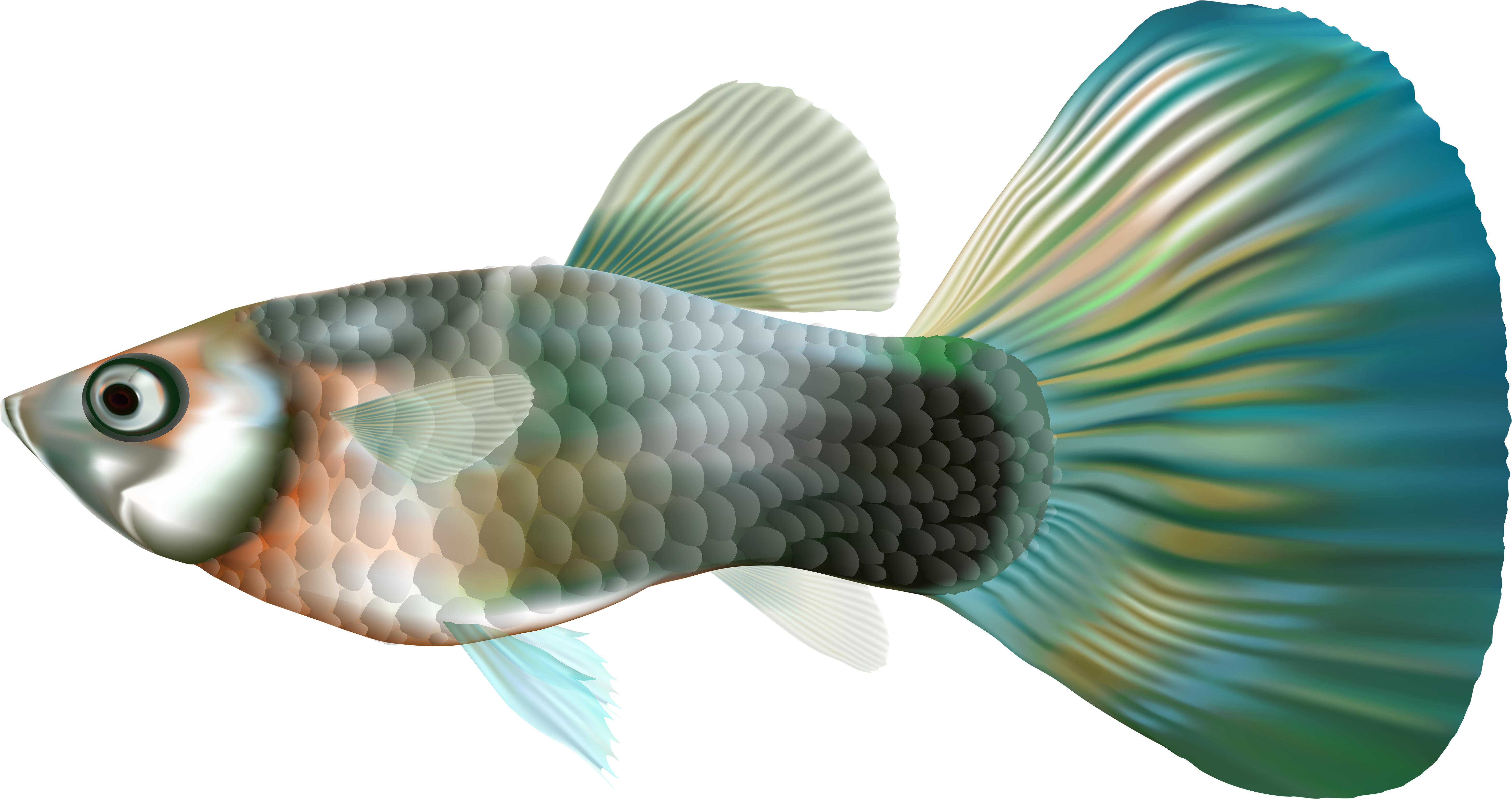 色彩繽紛嘅水族魚插圖 壁紙