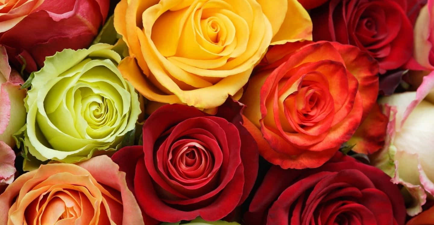 Colorful Flowers 桌布 壁紙 — 色彩繽紛嘅近距離特寫，展示紅、黃、橙、綠色調嘅各種玫瑰，花瓣細節清晰可見。