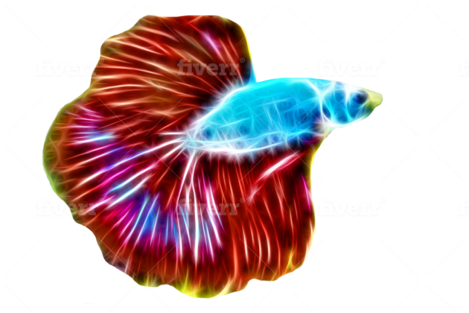 色彩繽紛斗魚插畫 壁紙 — 一條充滿活力的鬥魚，擁有電光藍色的身體和火紅紫色的魚鰭，在黑色背景上閃耀發光。