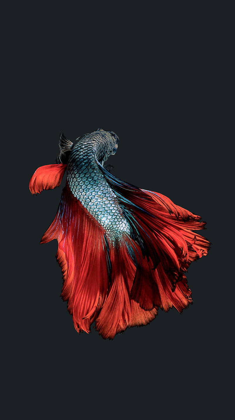 色彩繽紛暹羅鬥魚 iPhone 壁紙 — 一條色彩鮮豔的鬥魚，擁有流動的紅色魚鰭和閃爍藍色鱗片，在深色背景下游泳。