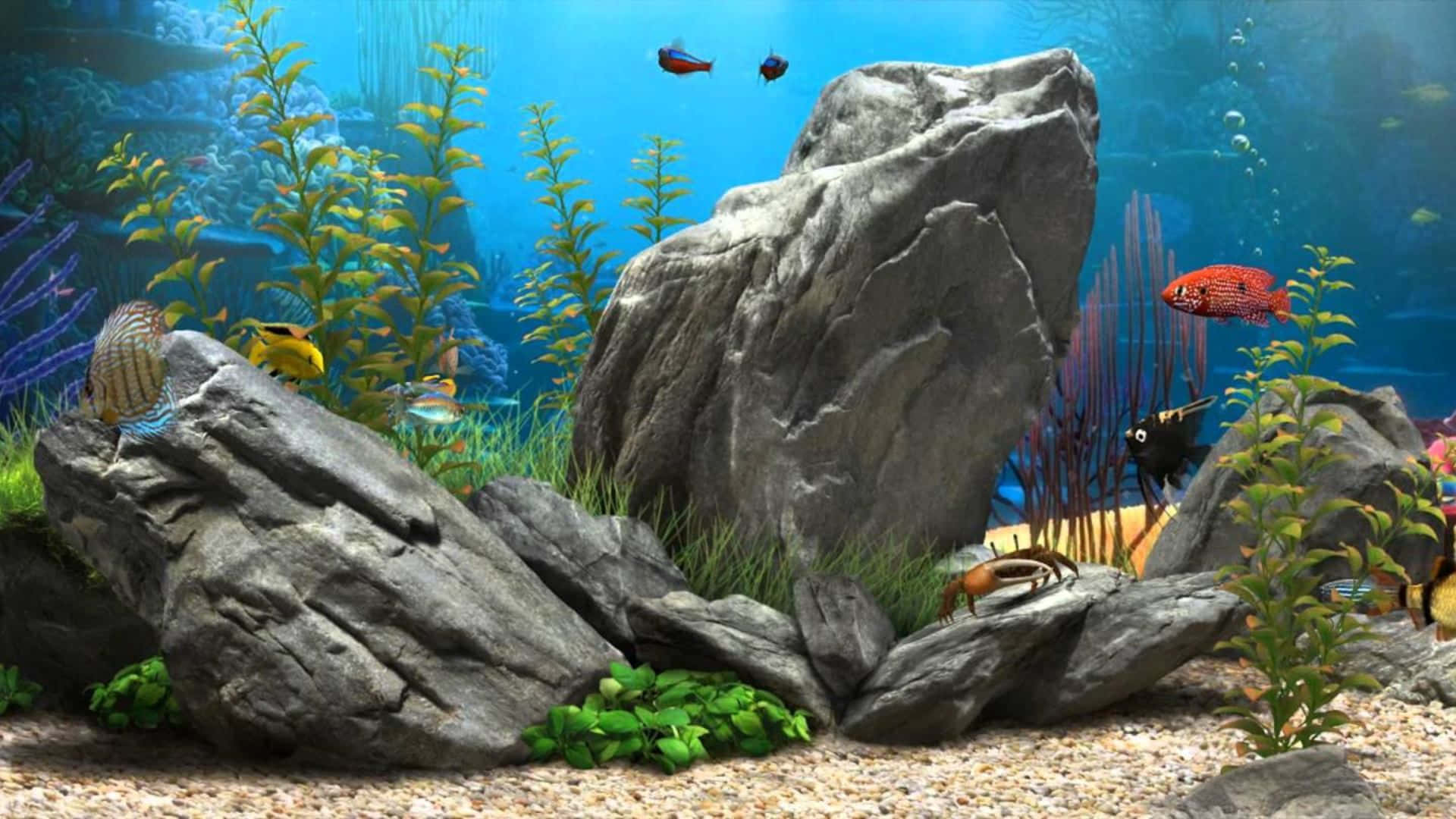色彩繽紛的熱帶魚在清澈的藍色魚缸中，在岩石和植物間游動。