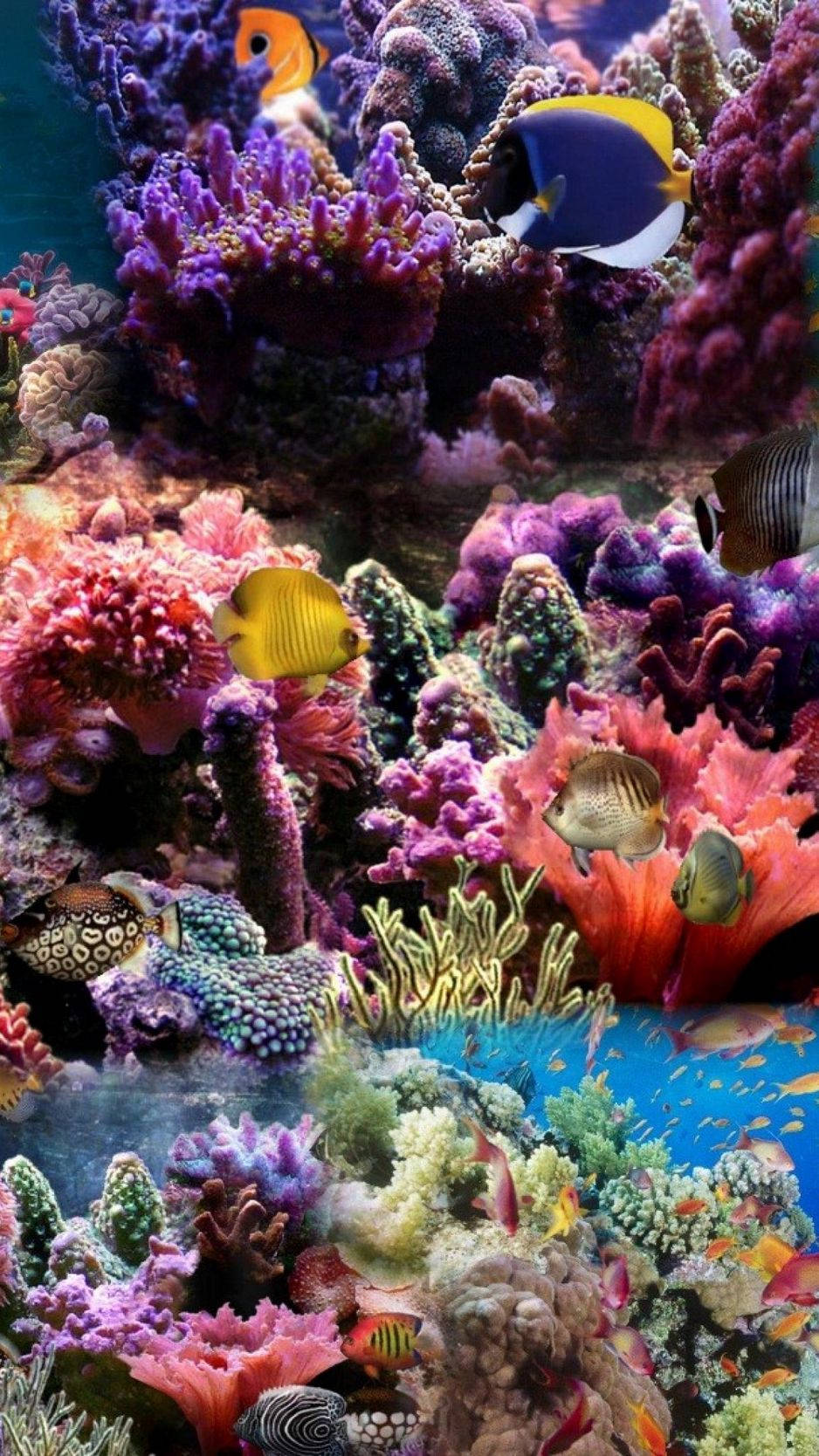 熱帶魚在水中游動的多彩珊瑚礁。
