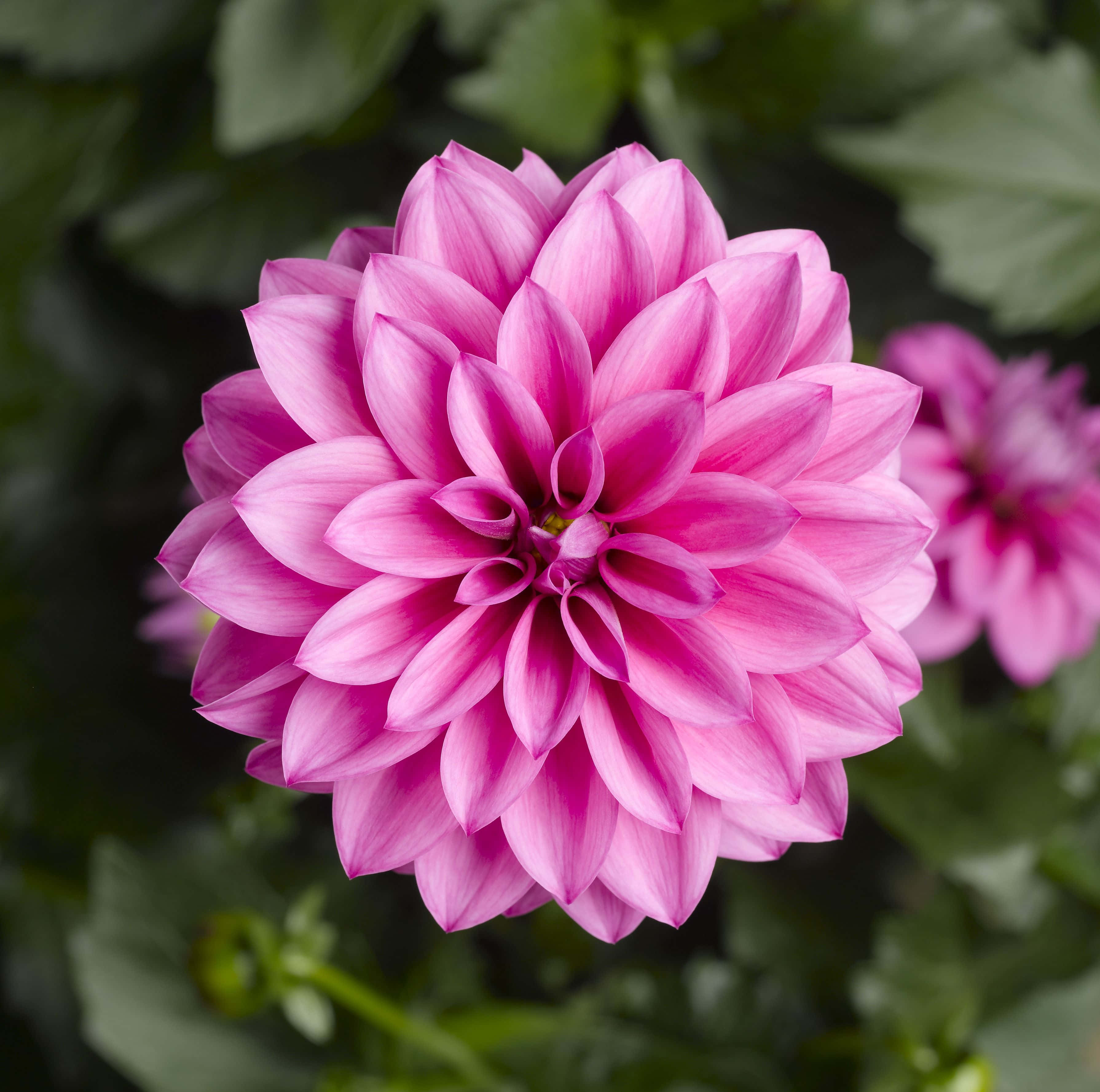 色彩繽紛的 Dahlia 花 壁紙 — 一朵充滿活力的粉紅色大麗花在柔和模糊的綠色樹葉背景下盛開，焦點清晰。