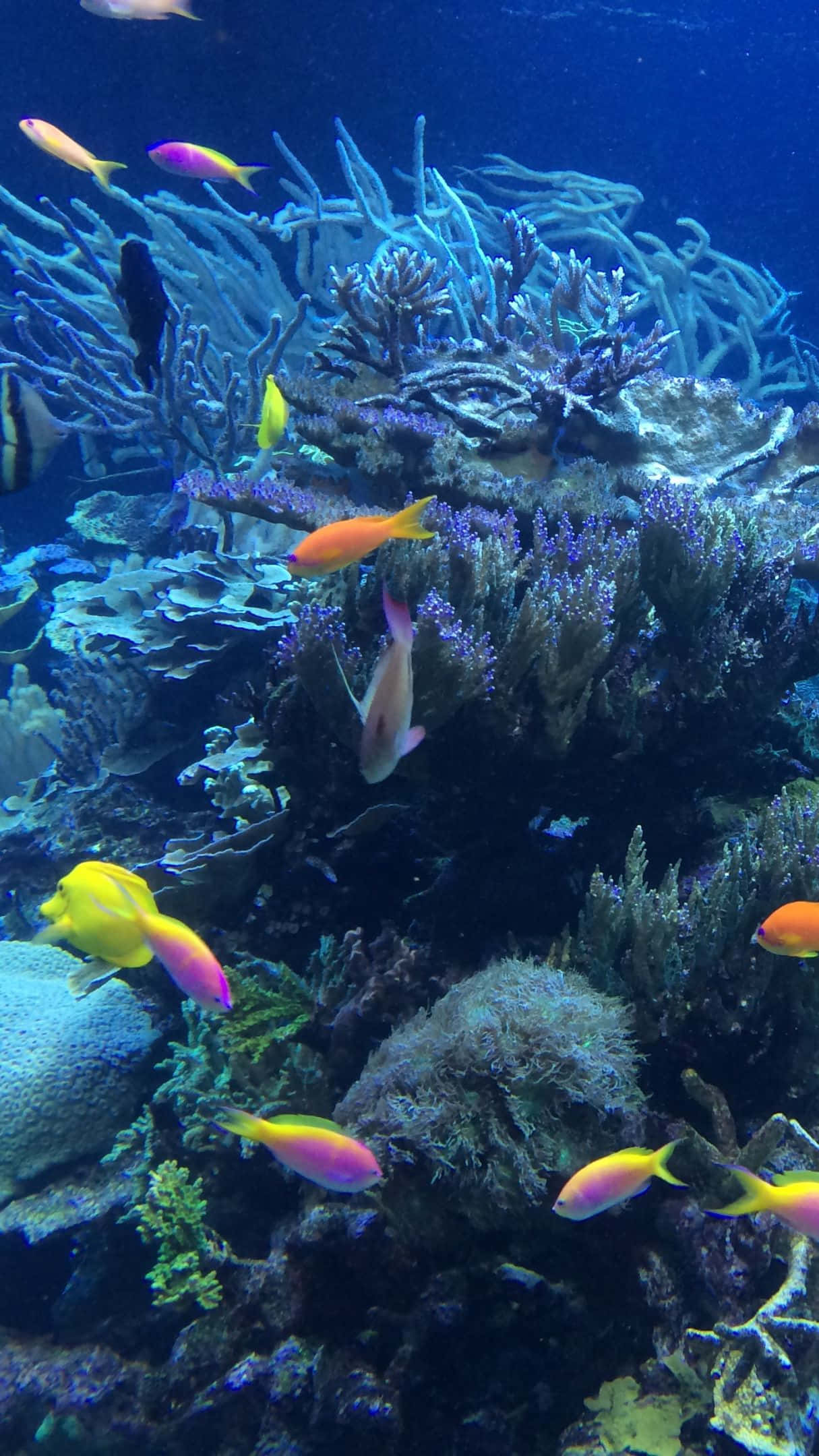 色彩繽紛的冬夜光影 壁紙 — 色彩繽紛的熱帶魚在深藍色海水中的彩色珊瑚群中優雅地游動。