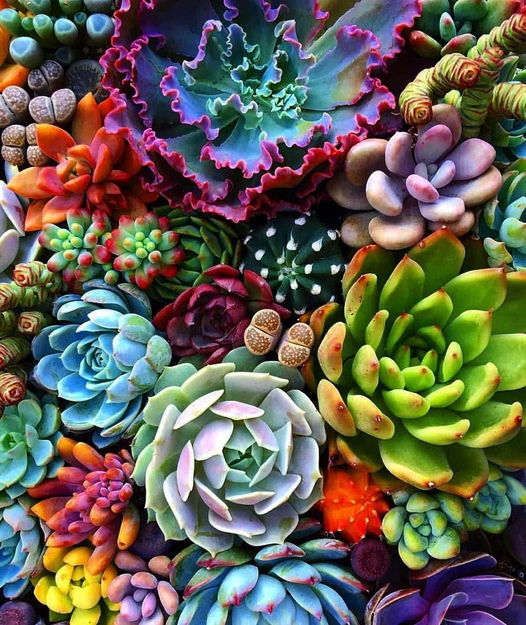 色彩繽紛的多肉植物圖 壁紙 — 各種多肉植物的特寫，展現鮮豔的藍色、紫色、粉紅色和綠色，呈現複雜的蓮座狀和尖刺形態。