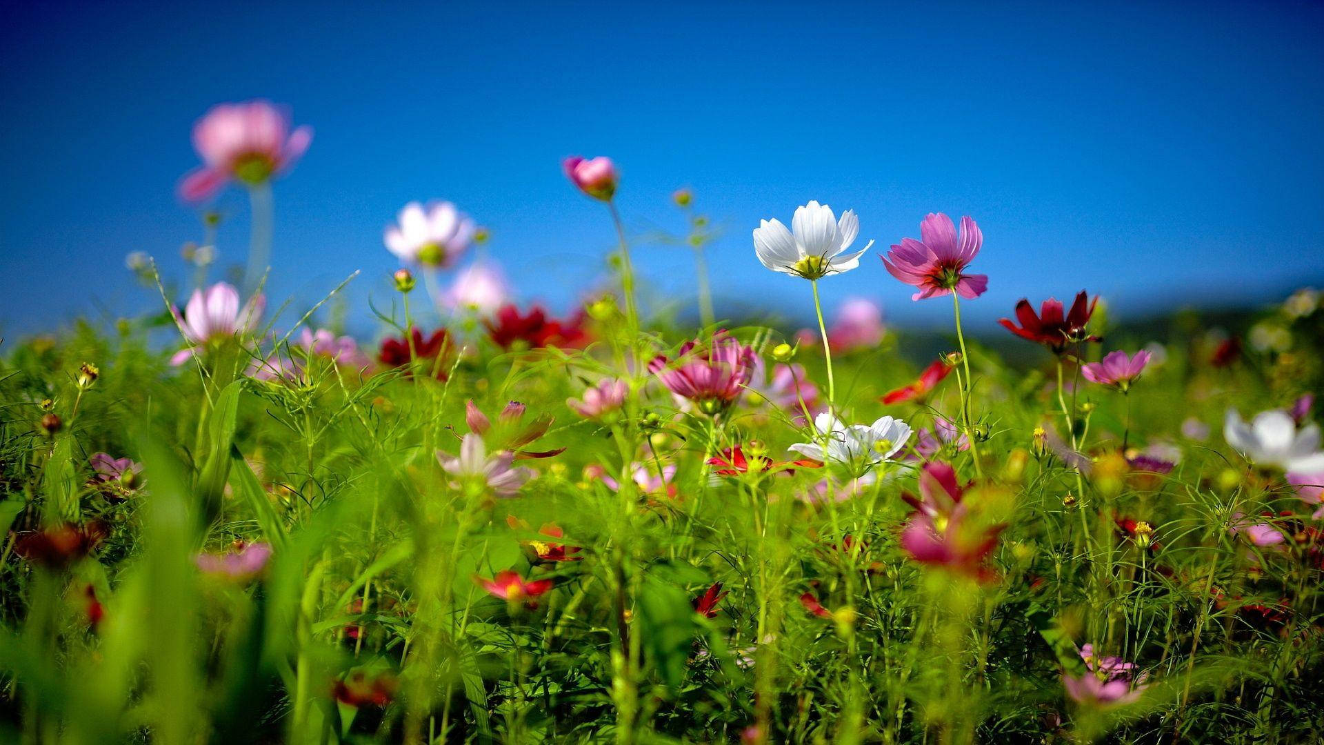色彩繽紛的大波斯菊田在明媚陽光下搖曳。 — 花系美學 壁紙
