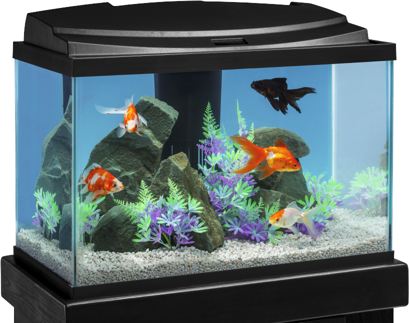 色彩繽紛的家庭水族箱佈置 壁紙 — 一個黑色魚缸，內有橙色、白色和黑色的金魚在綠色和紫色植物以及灰色岩石之間游動，底部是白色礫石。