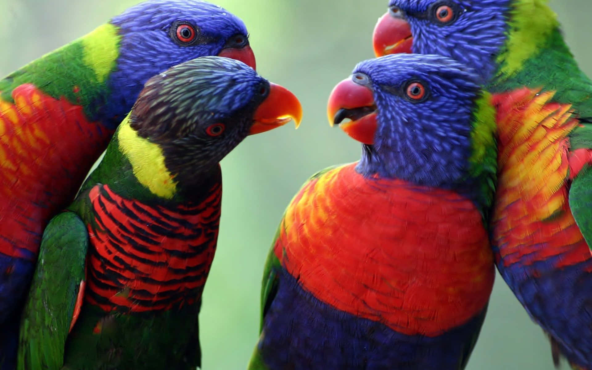 Beautiful Birds 桌布 壁紙 — 色彩繽紛的彩虹鸚鵡，擁有電光藍色的頭部和火紅色的胸部，緊密地棲息在茂密的綠色模糊背景中。