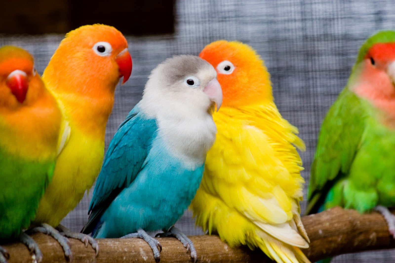 Love Birds 桌布 壁紙 — 色彩繽紛的愛情鳥緊密地棲息在木枝上，背景是模糊的網格。