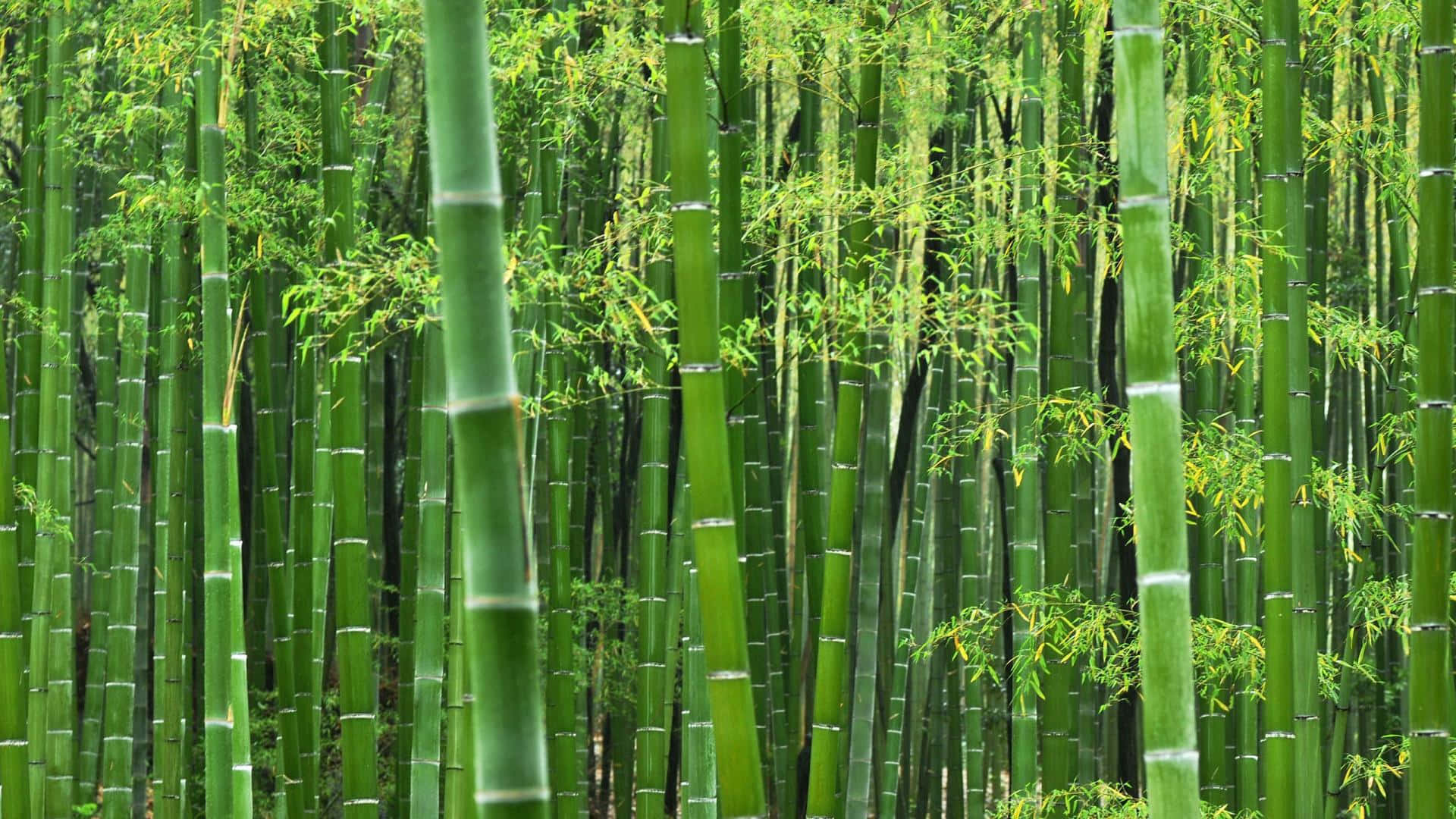 色彩繽紛的抽象背景搭配高聳竹叢 壁紙 — 高聳的綠色竹莖和新鮮的葉子形成茂密寧靜的森林樹冠。