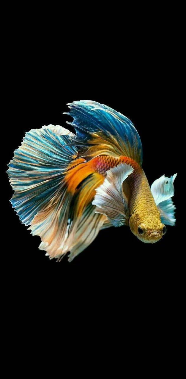 色彩繽紛的暹羅鬥魚 iPhone 壁紙 — 一條色彩鮮豔的鬥魚，帶有流動的藍色、橙色和白色魚鰭，在純黑色背景下游泳。