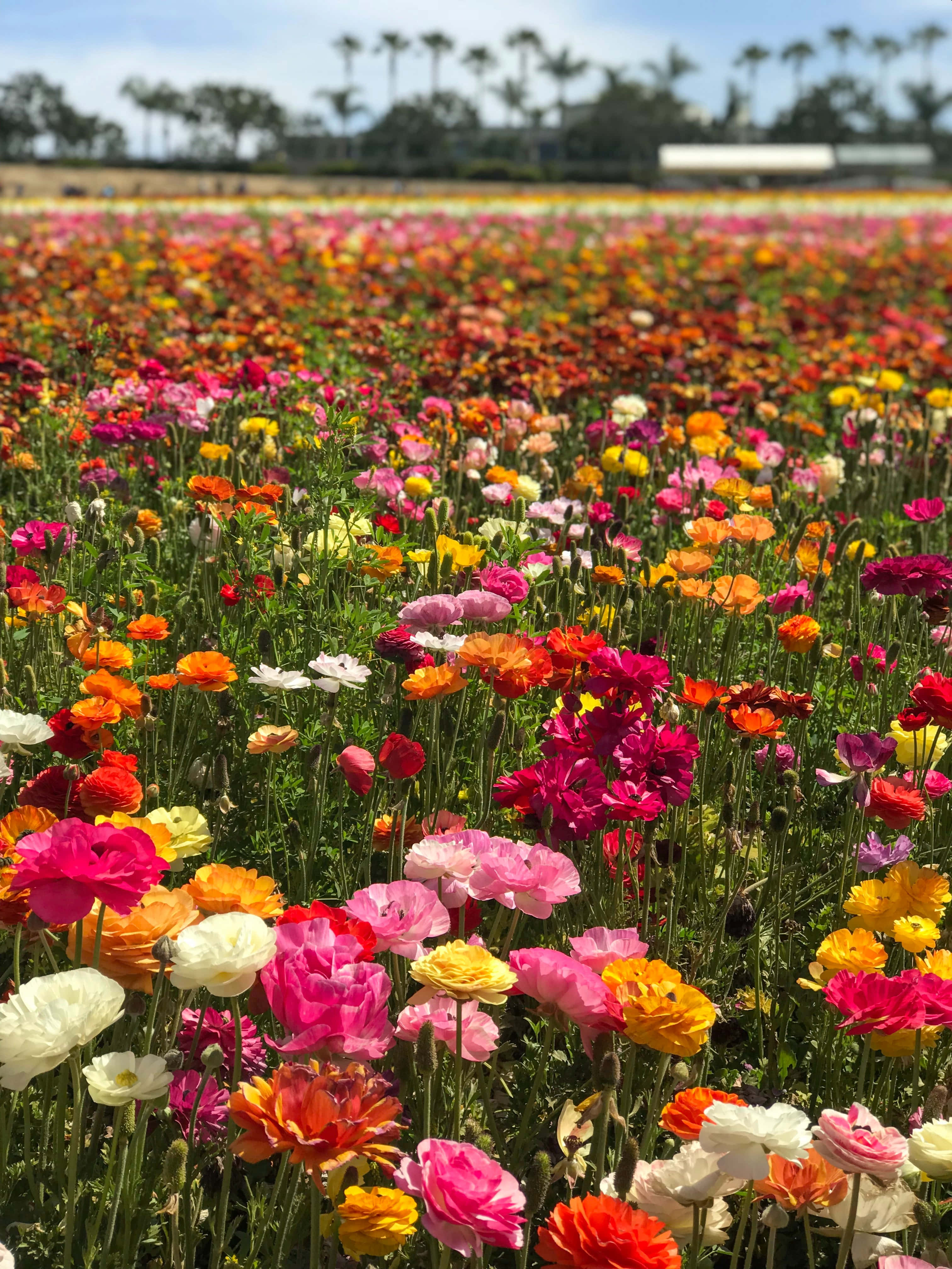 Flower Field 桌布 壁紙 — 色彩繽紛的毛茛花田在晴朗陽光下搖曳，遠方有棕櫚樹。