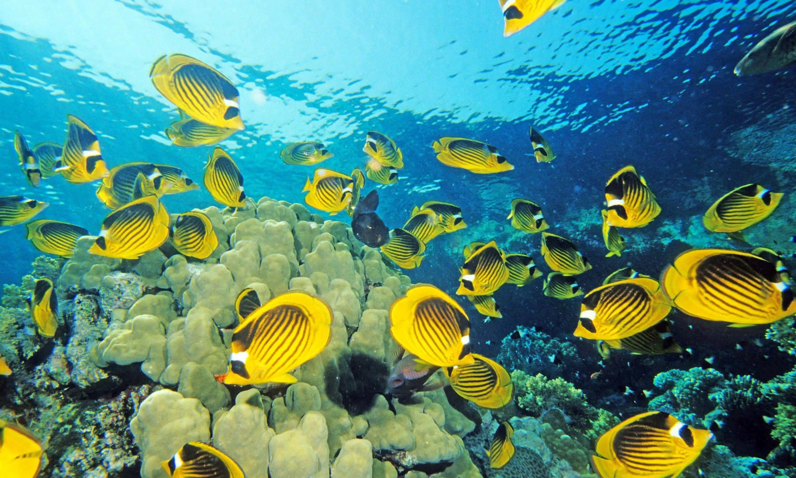 色彩繽紛的水下探險——高清魚背景 壁紙 — 一群色彩鮮豔的黃黑條紋蝴蝶魚在清澈的藍色海水中，優雅地游過紋理豐富的珊瑚礁。