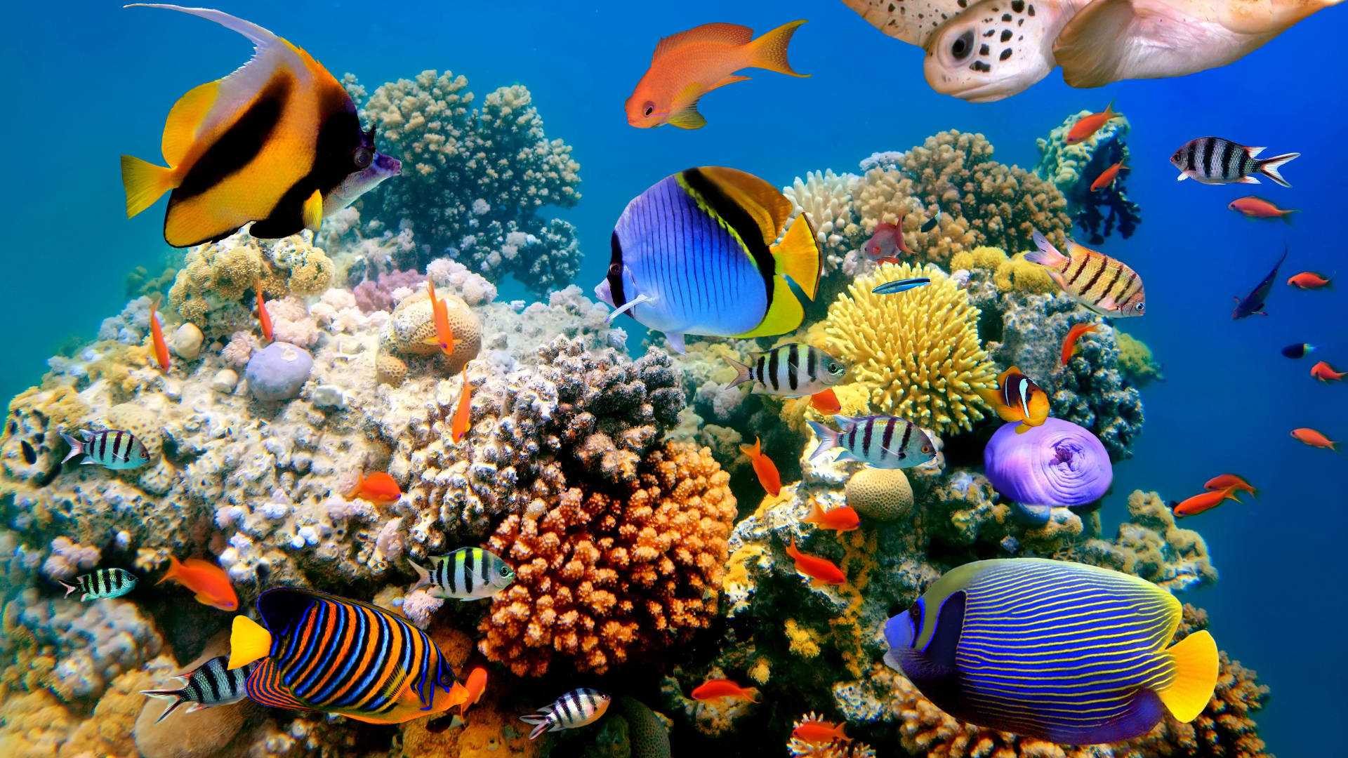 清澈藍色海水中的彩色熱帶魚和珊瑚。