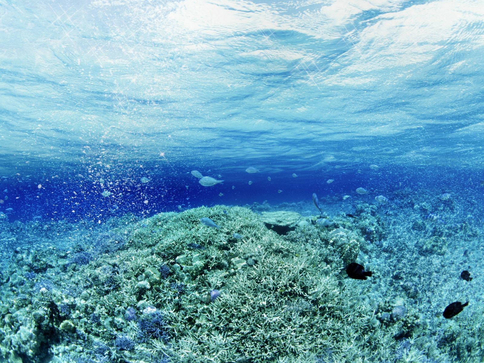水底珊瑚礁，有魚和陽光穿過海水