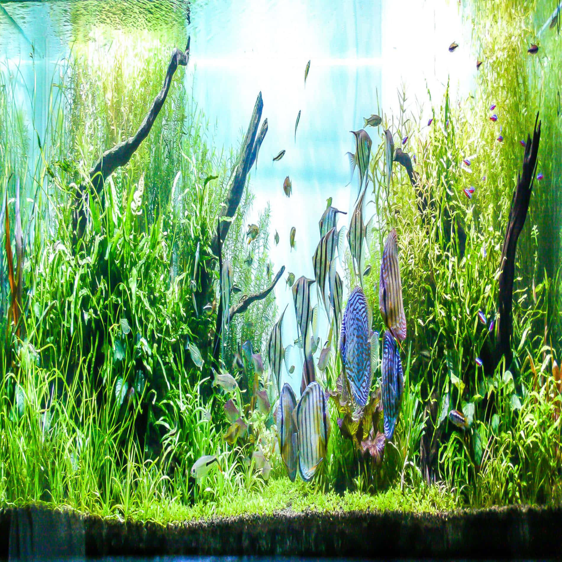 色彩繽紛的魚群在陽光照射的水族箱中，於綠色植物和沉木之間游動。