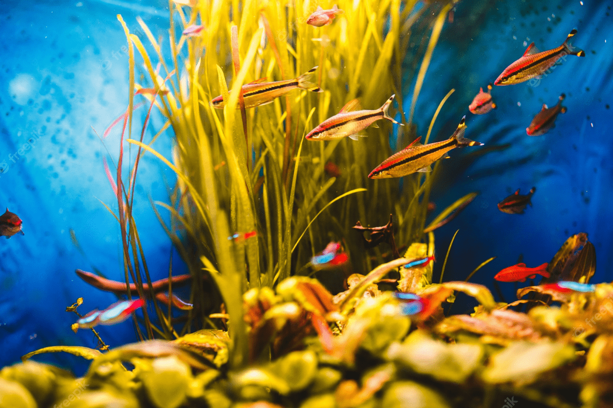 色彩繽紛的水族魚在水生植物間游動 壁紙