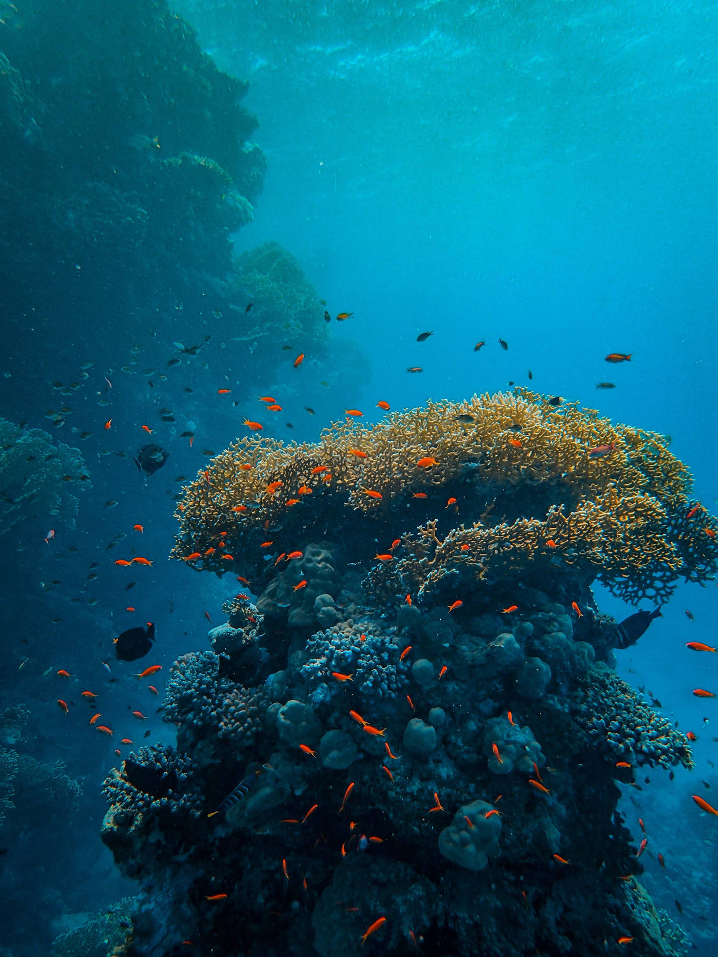 充滿橙色魚類和藍色海水的海底珊瑚礁。