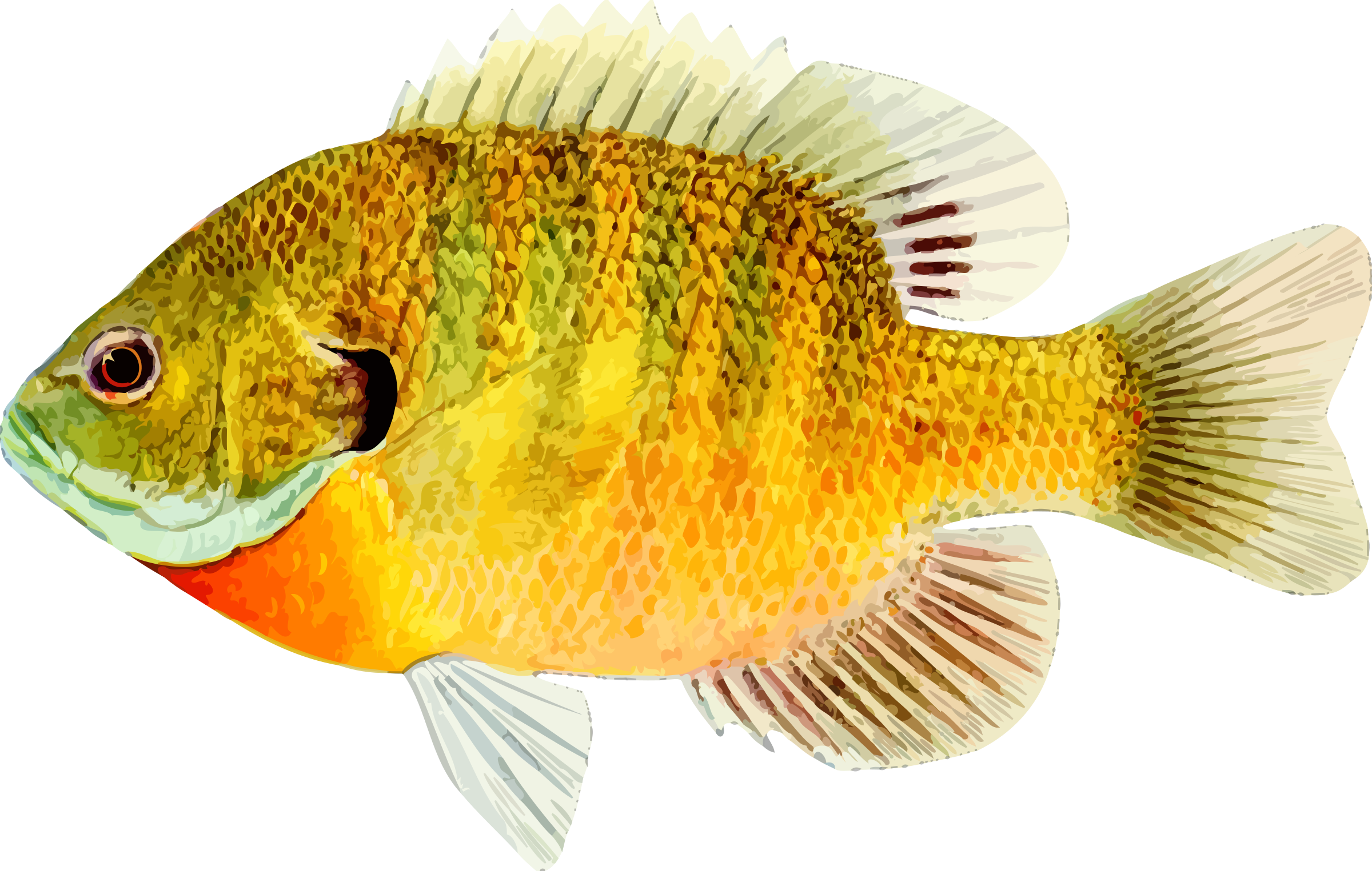 色彩繽紛的淡水魚插畫 壁紙