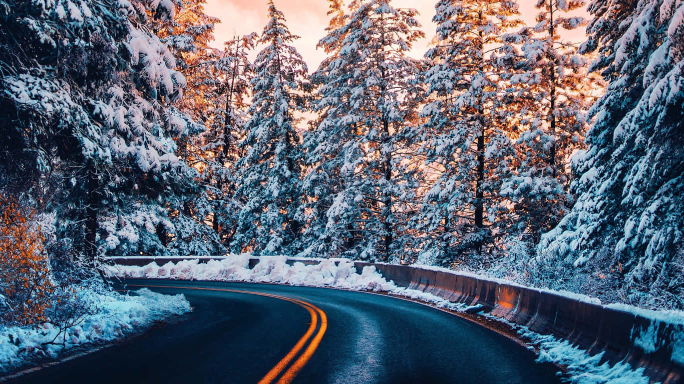 夕陽下穿過松林的蜿蜒雪路