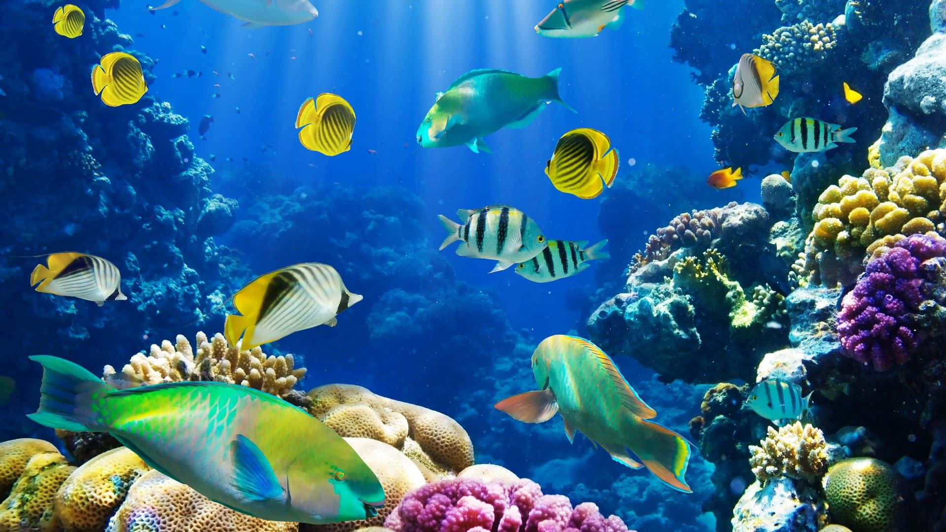 釣魚 桌布 壁紙 — 色彩繽紛的熱帶魚在明亮的藍色海水下，優雅地在多彩的珊瑚礁間游動。