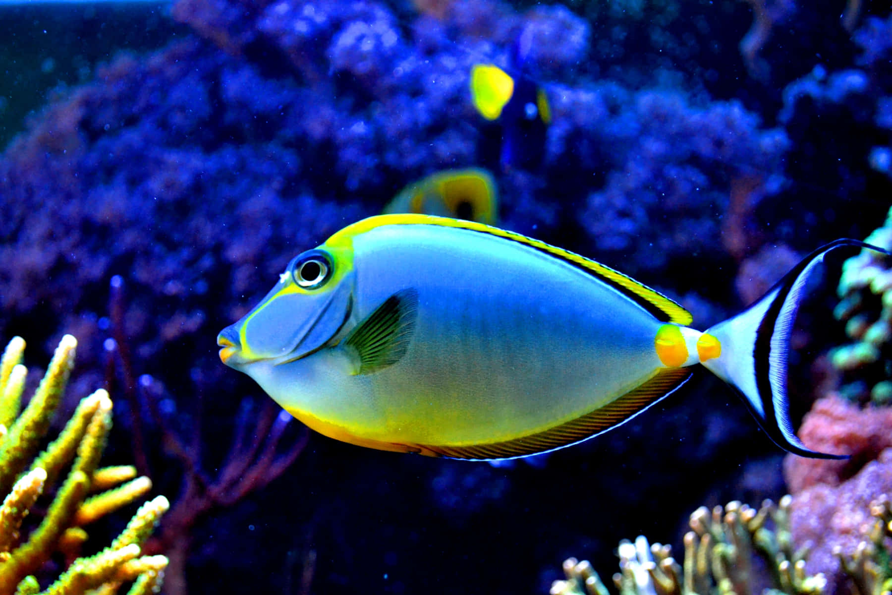 色彩繽紛的熱帶魚在晶瑩藍色海洋中游動 壁紙 — 一條充滿活力的藍黃色刺尾魚在深藍色海底場景中，優雅地穿梭於色彩繽紛的珊瑚群之間。