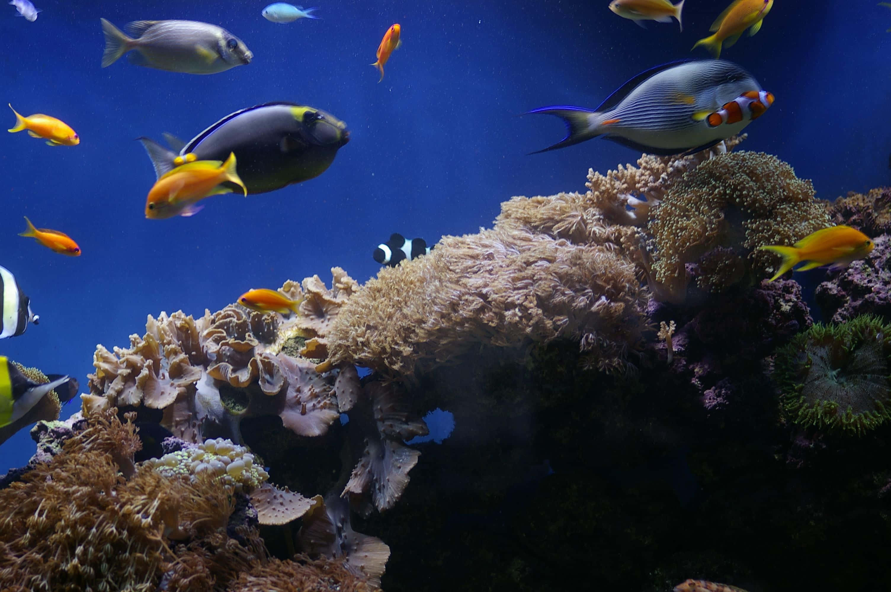 Aquatic 桌布 壁紙 — 色彩繽紛的熱帶魚在深藍色海水下的彩色珊瑚群中優雅地游動。