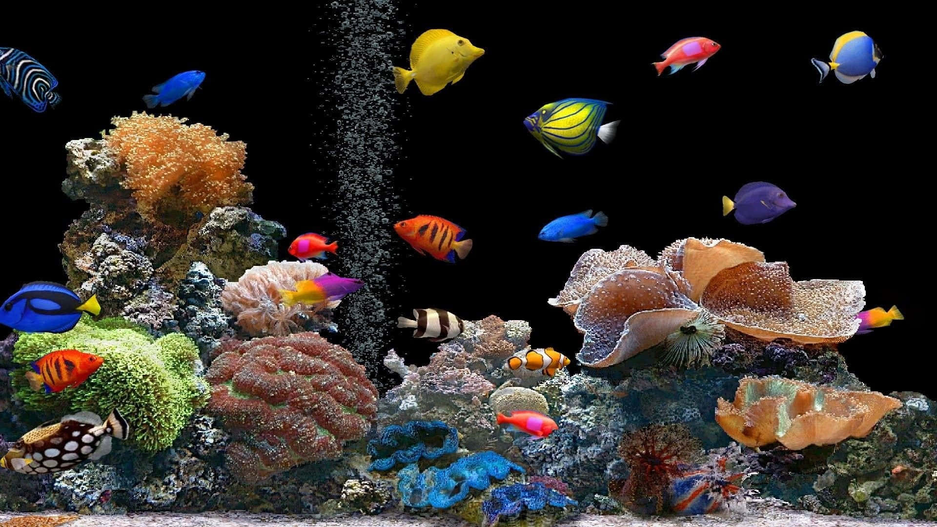 黑暗水族館中色彩繽紛的熱帶魚和珊瑚，伴隨著上升的氣泡。