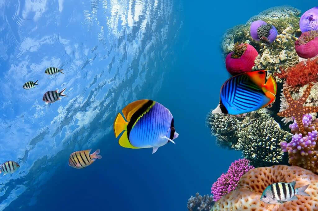 Aquatic 桌布 壁紙 — 色彩繽紛的熱帶魚在清澈湛藍的海水下，優雅地穿梭於色彩斑斕的珊瑚礁之間。