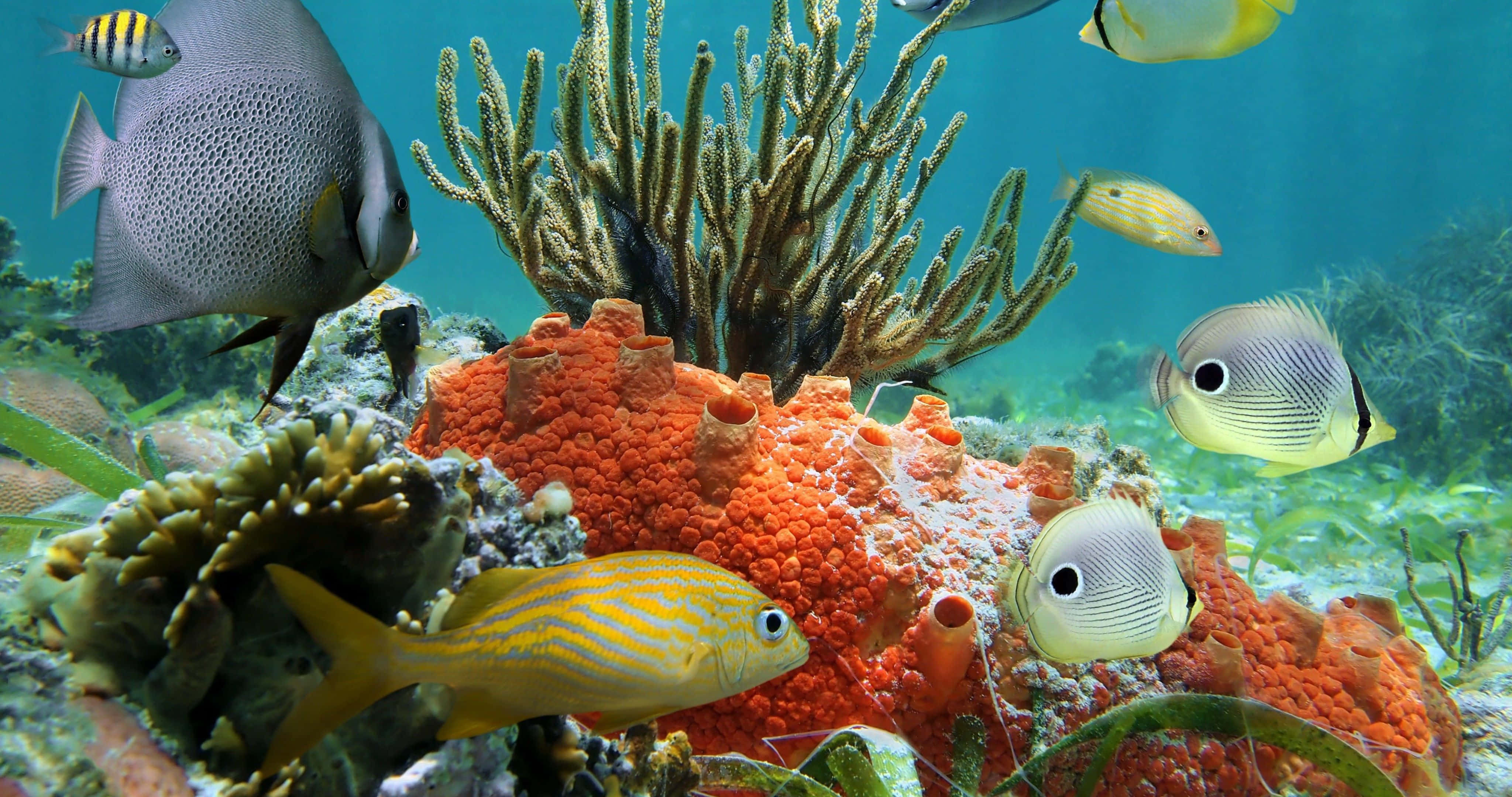 珊瑚 桌布 壁紙 — 色彩繽紛的熱帶魚在清澈的藍色海水中，圍繞著亮橙色的海綿和分枝珊瑚游動。