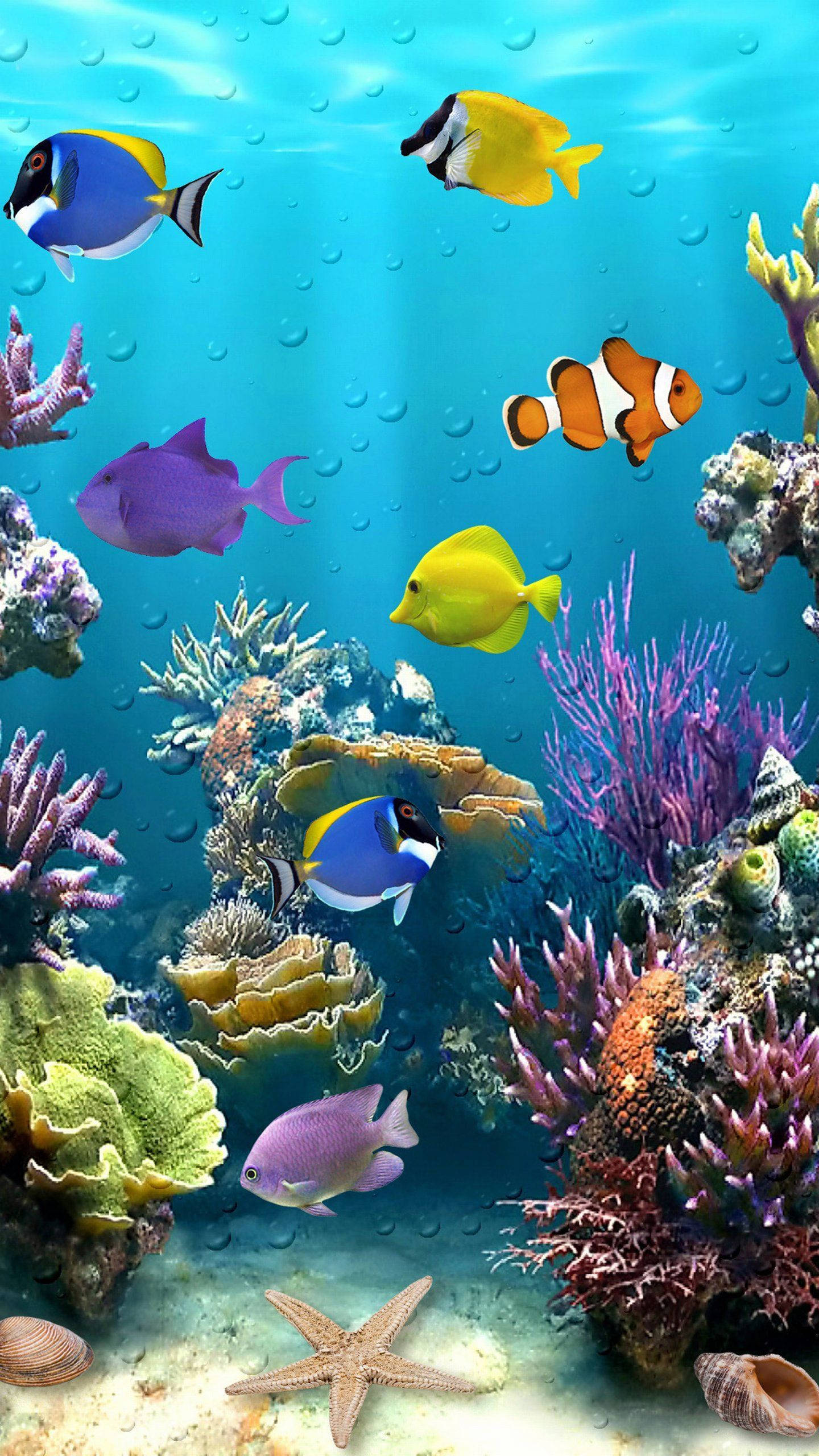Beautiful Fish 桌布 壁紙 — 色彩繽紛的熱帶魚在清澈的藍色海水中，於多彩的珊瑚礁和海星之間游動。