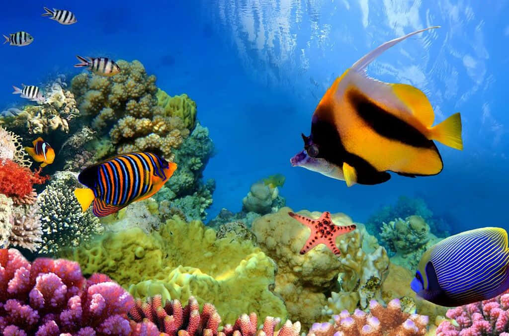 Aquatic 桌布 壁紙 — 色彩繽紛的熱帶魚在清澈的藍色海水下，優雅地穿梭於色彩斑斕的珊瑚礁之間。